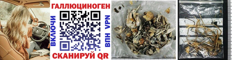 shop наркотические препараты  Питкяранта  Псилоцибиновые грибы Psilocybine cubensis  где купить  
